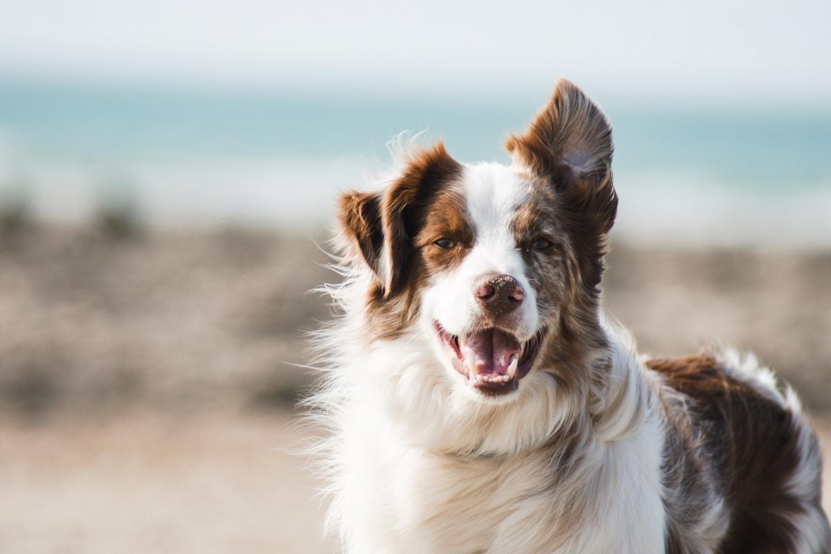 Dog Training